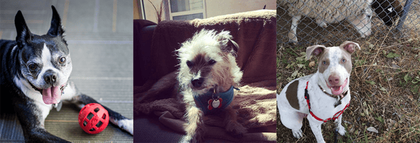 Namaste Solar's Office Dogs